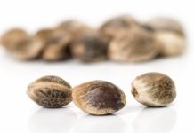Genética del cannabis y su influencia en el cultivo Semillas germinando