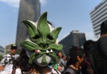 Despenalización del cannabis en América Latina enfrenta desafíos políticos, religiosos y económicos Despenalización del cannabis en América Latina enfrenta desafíos políticos, religiosos y económicos