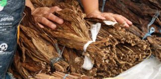El gigante del tabaco Altria está asegurando tecnología en una nueva frontera: la marihuana