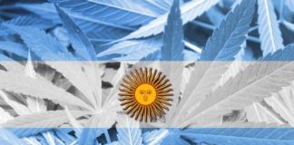 Producción y cultivo de Cannabis en Jujuy