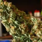 C&oacute;mo cultivar Haze (Final)
