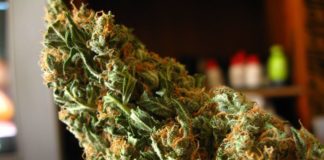 Zambia legaliza la producción y exportación de cannabis con fines tanto medicinales como económicos