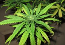 La marca californiana de cannabis, Cookies, tiene grandes planes para México La marca californiana de cannabis, Cookies, tiene grandes planes para México
