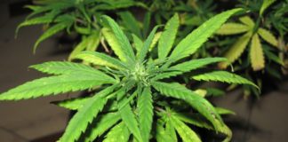La marca californiana de cannabis, Cookies, tiene grandes planes para México