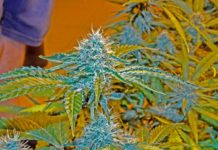Italia: rechazaron tratar la venta libre de &ldquo;cannabis light&rdquo;
