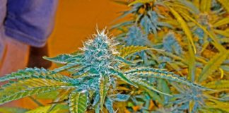 Italia: rechazaron tratar la venta libre de “cannabis light”