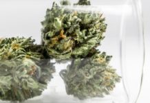 Primera evidencia clínica de que microdosis de cannabis alivia el dolor Cannabis en laboratorio