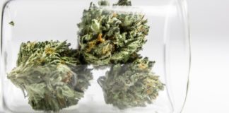 Primera evidencia clínica de que microdosis de cannabis alivia el dolor Cannabis en laboratorio