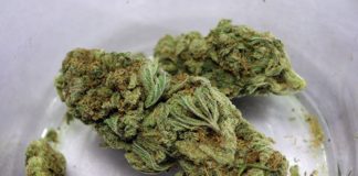 Bote con cogollos de cannabis