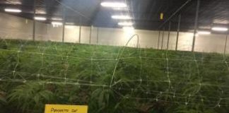 Imagen de archivo de cáñamo cultivado en la Vega Baja, donde se aprecia la similitud con la marihuana.