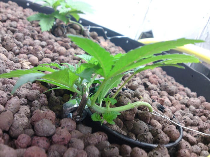 Cultivo en Arlita: Sistemas Automáticos de Control de Ec y pH