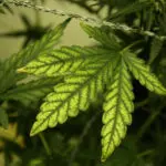 Carencia de manganeso. Este microelemento, en combinaci&oacute;n con el boro y el cobre, interviene en la s&iacute;ntesis de la lignina, que forma parte, junto con la acumulaci&oacute;n de s&iacute;lice en c&eacute;lulas epid&eacute;rmicas, de la resistencia estructural de la planta.