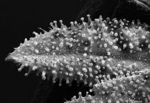 El Botánico de Barcelona busca el origen del cannabis y sus usos tradicionales en todo el mundo Superficie del haz de una hoja en la que se pueden observar tricomas glandulares y tricomas filiformes (con forma de pelo)