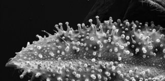 Superficie del haz de una hoja en la que se pueden observar tricomas glandulares y tricomas filiformes (con forma de pelo)