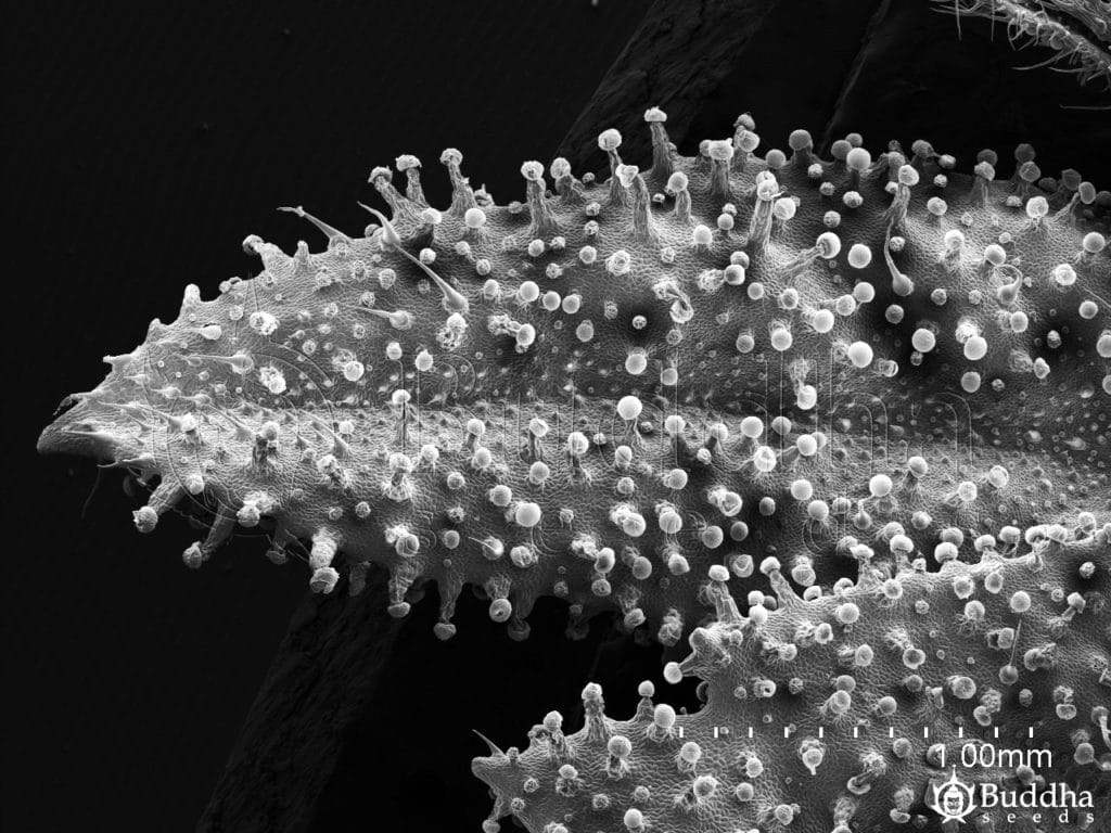 Superficie del haz de una hoja en la que se pueden observar tricomas glandulares y tricomas filiformes (con forma de pelo)