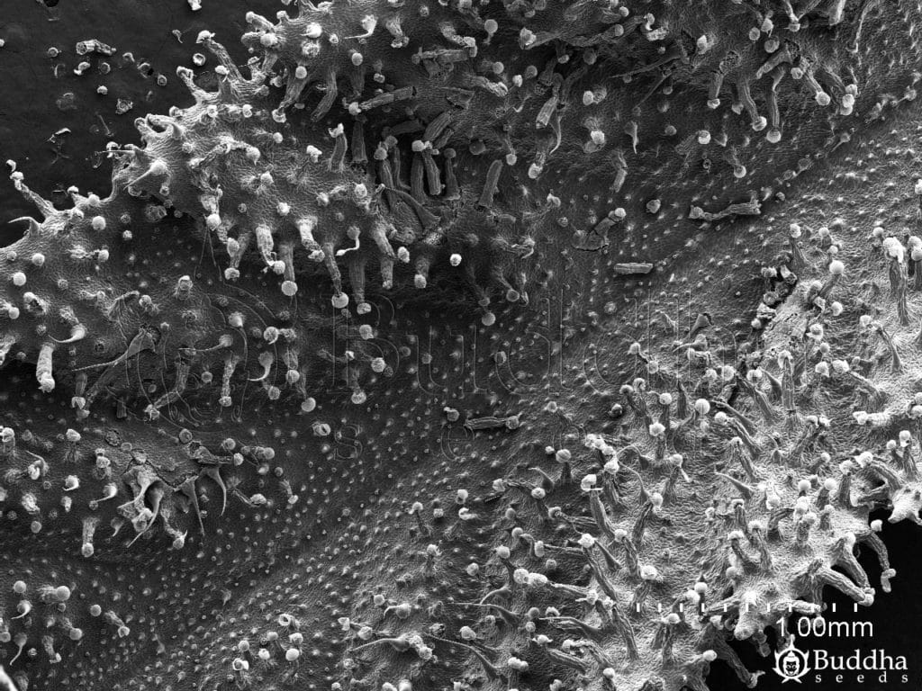 Superficie del haz de una hoja en la que se observa una mayor densidad de tricomas glandulares en los bordes mientras que en la zona central se concentran mayormente los tricomas filiformes