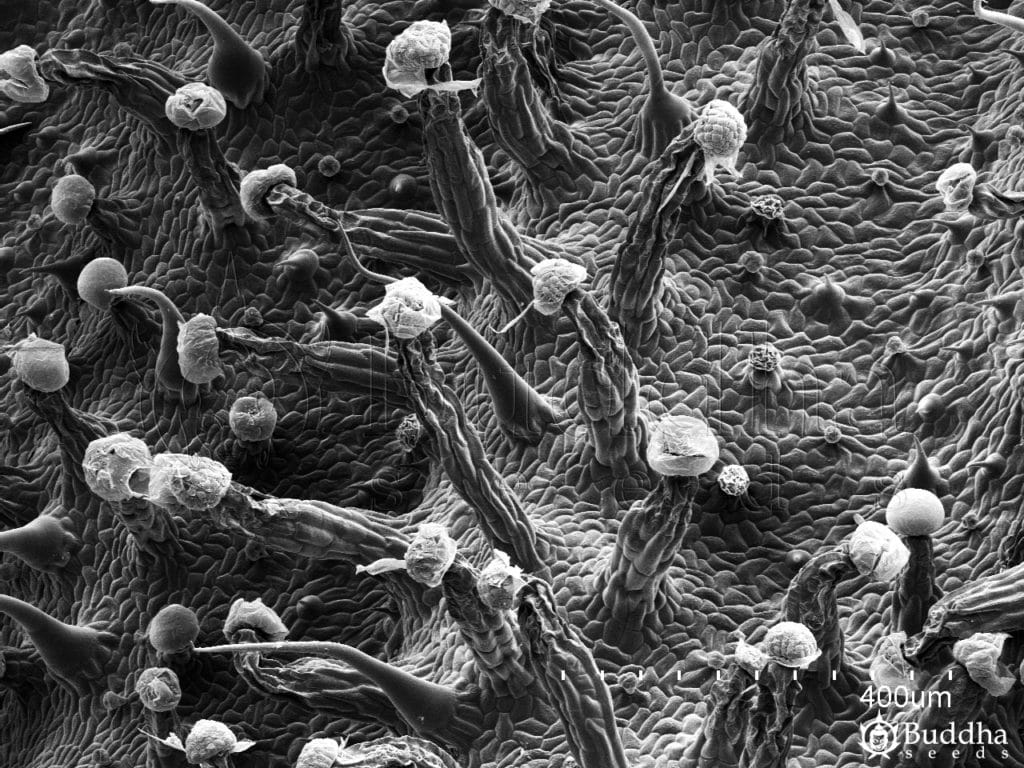 Detalle de la epidermis del haz de una hoja con alta densidad de tricomas glandulares y filiformes
