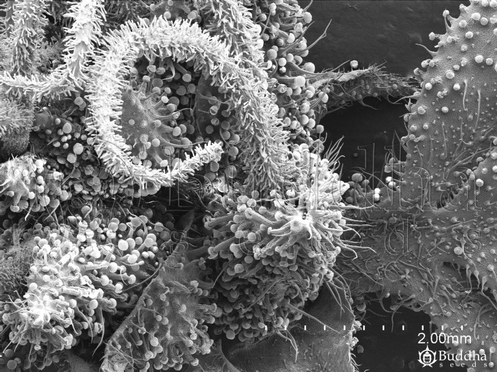 Flor en la que se observa la superficie del ovario repleta de tricomas y los estigmas papilosos