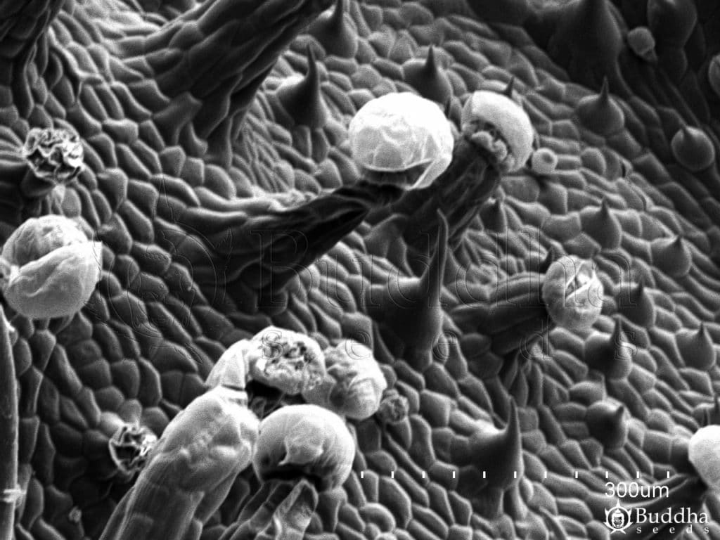 Detalle de la epidermis del haz de la hoja en la que se observan tricomas glandulares y filiformes