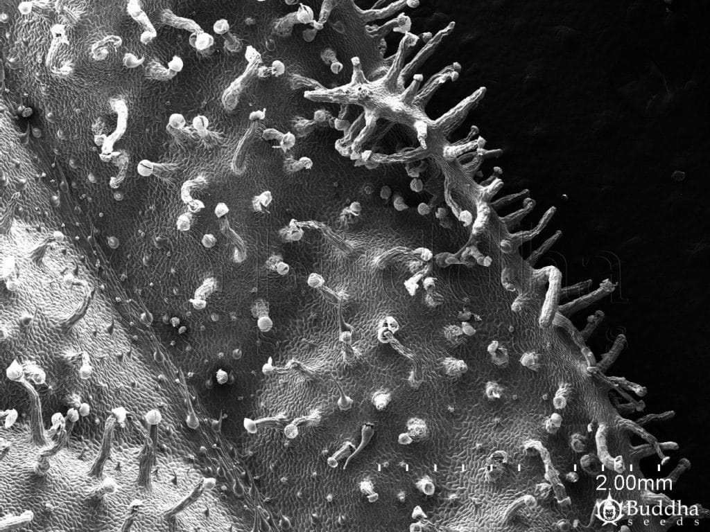 Epidermis del haz de la hoja en la que se observan tricomas glandulares y filiformes