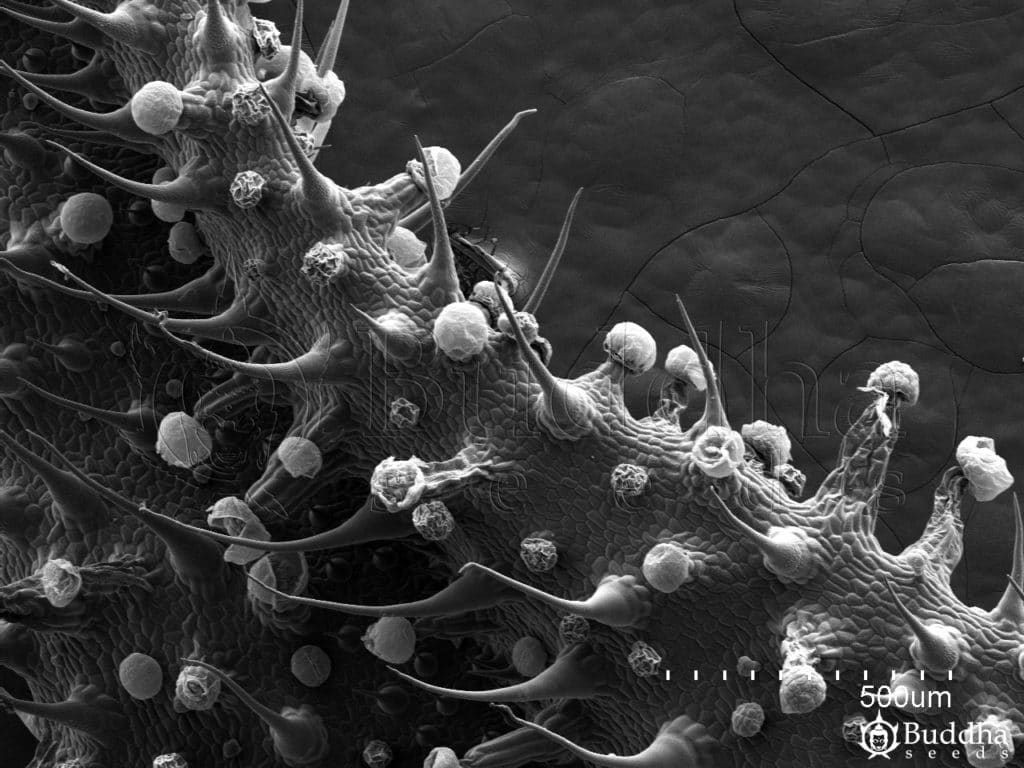 Detalle de la epidermis del haz del borde de una hoja en la que se observan tricomas glandulares y filiformes