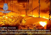 (VIDEO) Plantaciones móviles de marihuana en remolques: la «novedosa» técnica de cultivo de cannabis en Granada (VIDEO) Plantaciones móviles de marihuana en remolques: la «novedosa» técnica de cultivo de cannabis en Granada