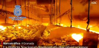 (VIDEO) Plantaciones m&oacute;viles de marihuana en remolques: la &laquo;novedosa&raquo; t&eacute;cnica de cultivo de cannabis en Granada