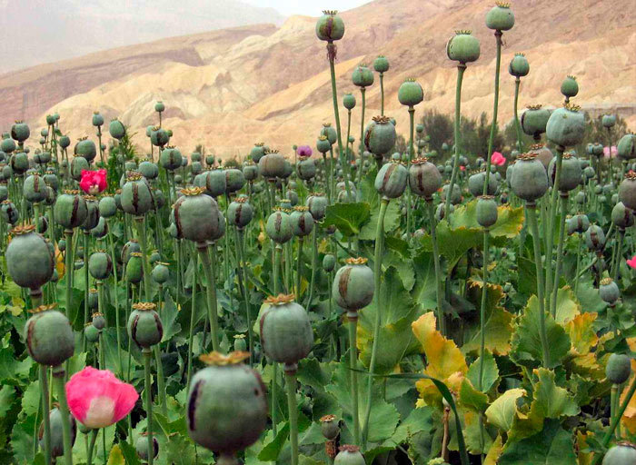 Cultivo de opio