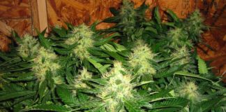 Ecuador: Salud define las patologías que usarán ‘cannabis’