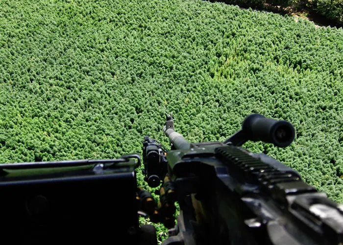 Plantaci&oacute;n de cannabis en Afganist&aacute;n
