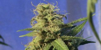 Reino Unido legaliza el cannabis con el apoyo de casi la mayoría de los votantes
