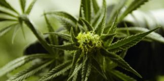 Cannabis gegen Schmerzen (HR)