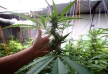 El Gobierno argentino legalizó el autocultivo de cannabis para uso medicinal Argentina habilita su primer centro para producir cannabis medicinal