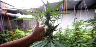 Argentina habilita su primer centro para producir cannabis medicinal