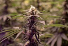El humo de la marihuana llega al Congreso El humo de la marihuana llega al Congreso