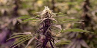 El humo de la marihuana llega al Congreso