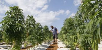 Locos por el cannabis Locos por el cannabis