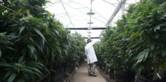 ¿Qué necesitas para entrar en el mercado mexicano de la marihuana?