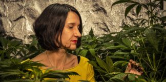 Cannabis, el negocio millonario que apunta a convertirse en el pelotazo del siglo