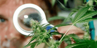 Florida aprueba el consumo de la marihuana medicinal
