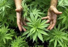 Más recaudación en México, si se legaliza la cannabis En EEUU y México se incauta casi el 70 por ciento del cannabis del mundo