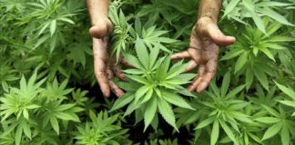 En EEUU y México se incauta casi el 70 por ciento del cannabis del mundo