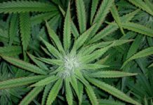 Paraguay: El Parlamento aprueba el cultivo casero (autocultivo) para fines medicinales Carencia de potasio en un cultivo de interior.