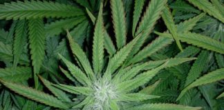 Carencia de potasio en un cultivo de interior.