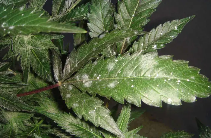planta infestada de oidio