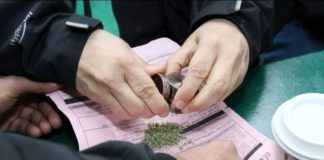 Uruguay y Canadá han argumentado que la regularización del cannabis es una medida eficiente para luchar contra el mercado negro de esta substancia.&nbsp; EFE/Archivo