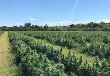 Legalizan el cultivo asociativo del cannabis medicinal en el Perú Cultivo de campo de InnovaTerra