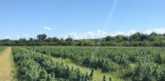 Cultivo de campo de InnovaTerra