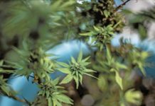 Empresarios se alistan para vender cannabis Empresarios se alistan para vender cannabis