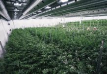 Una multinacional canadiense compra el productor valenciano de cannabis Cafina Una multinacional canadiense compra el productor valenciano de cannabis Cafina